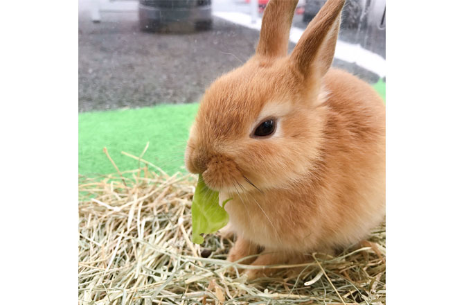 写真：うさぎ