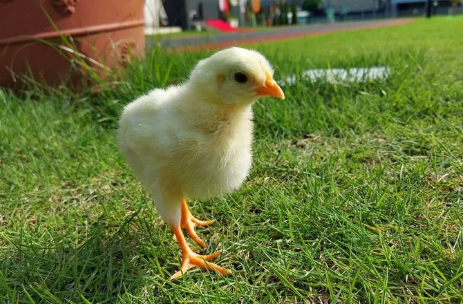 写真:ひよこ