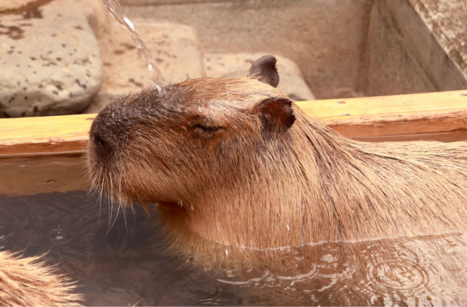 温泉に入るカピバラ