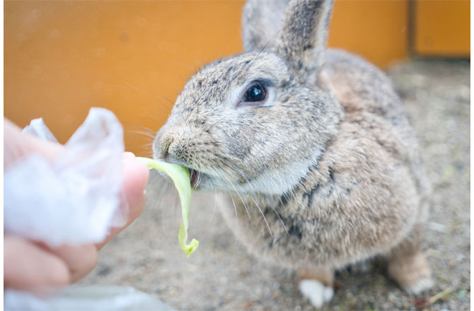 うさぎ