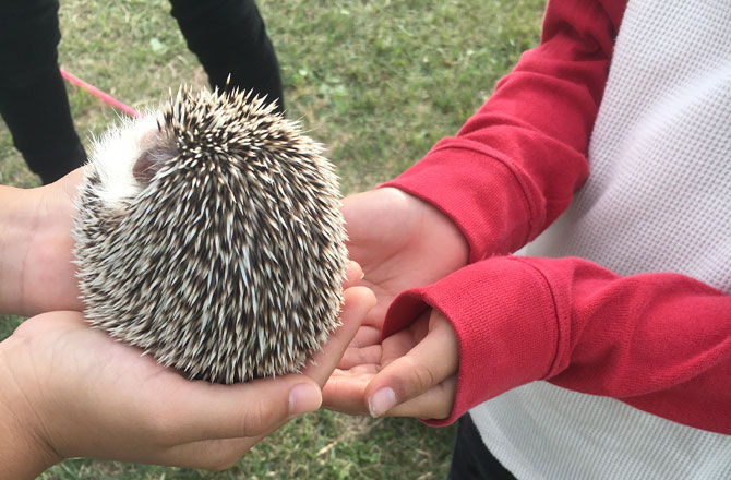 ハリネズミふれあい＆小動物えさやり広場