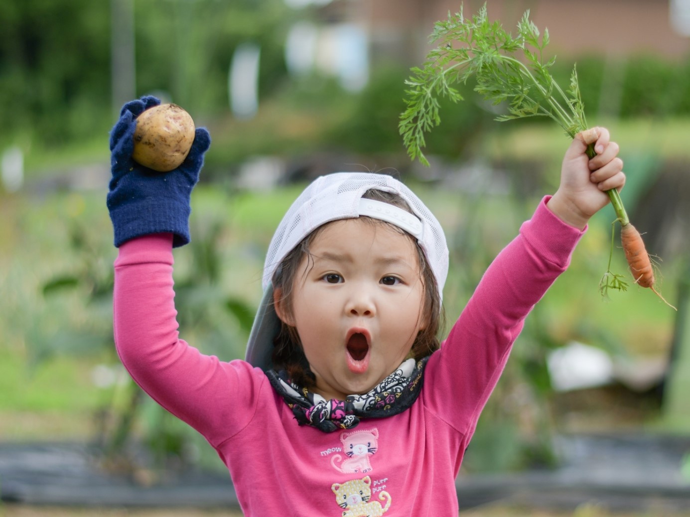 野菜堀り