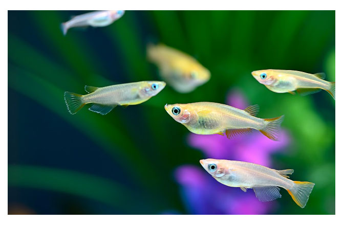 写真:水槽のなかを泳ぐめだか