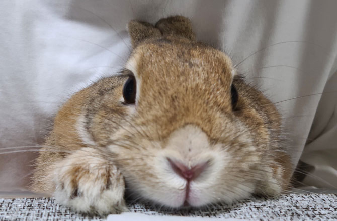 写真:うさぎ