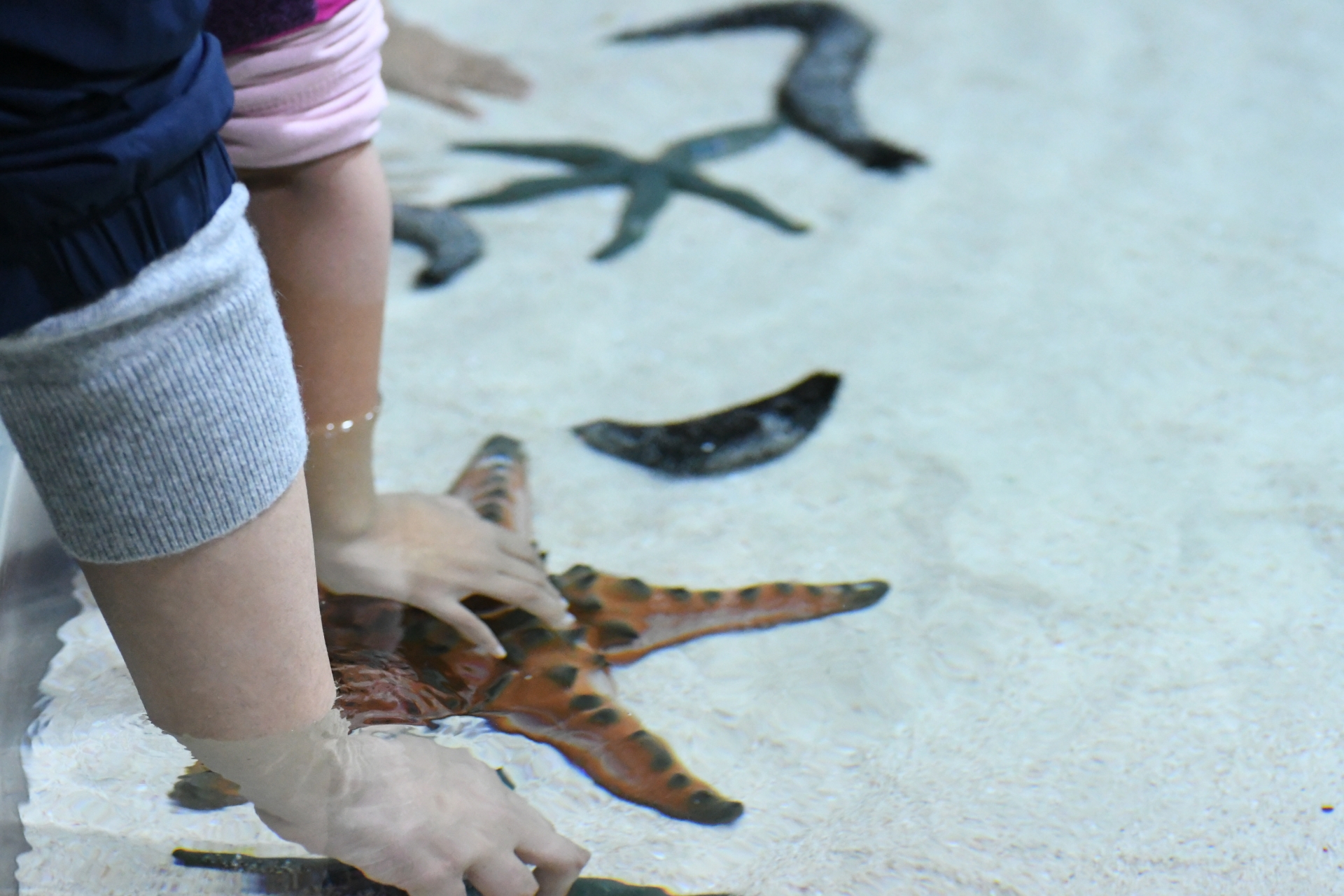 海の生き物タッチング