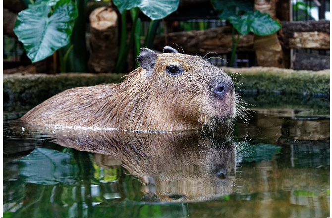 カピバラがやってくる