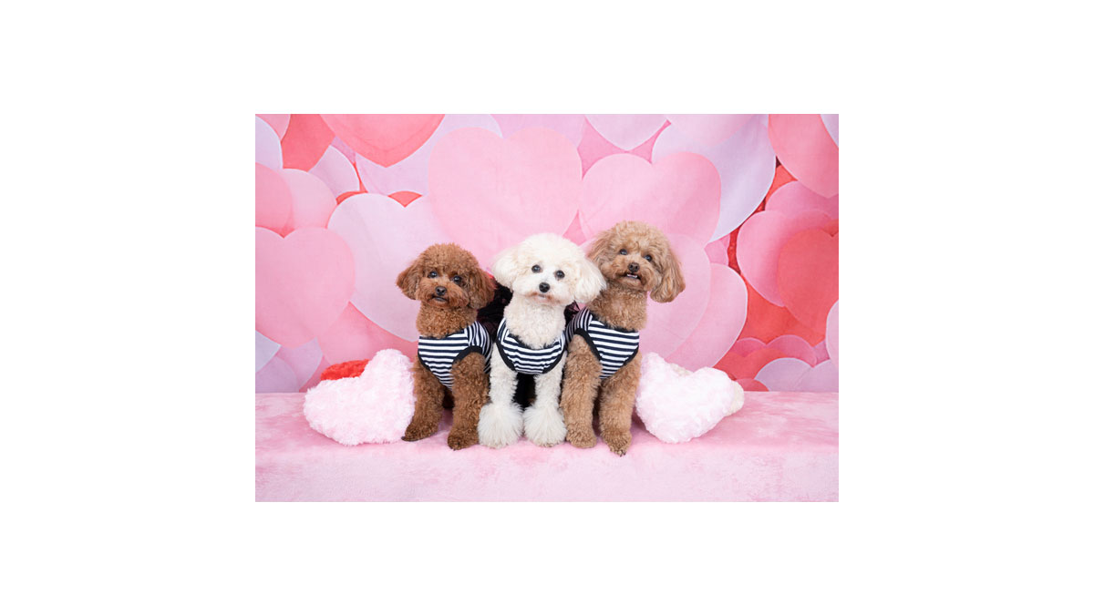 わんわんバレンタインプレゼント