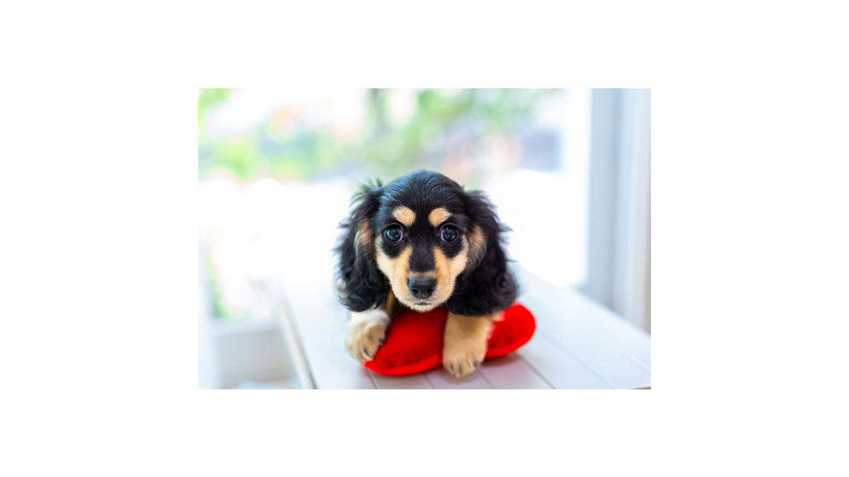 わんわんバレンタインプレゼント