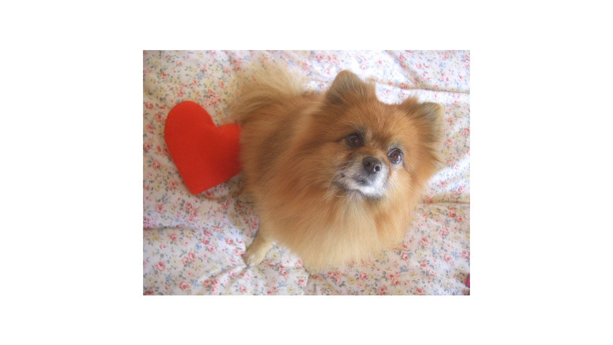 わんわんバレンタインプレゼント