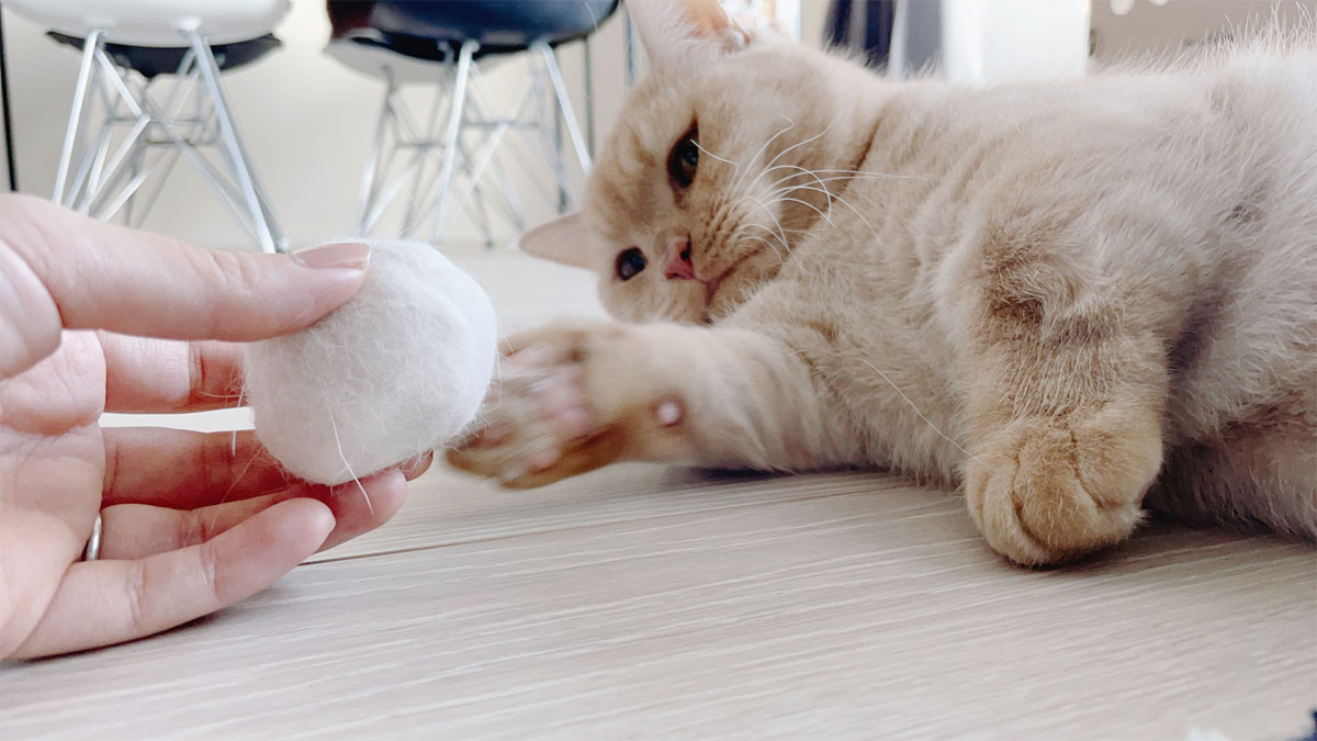 あったか、モフモフ猫ちゃんふれあいイベント