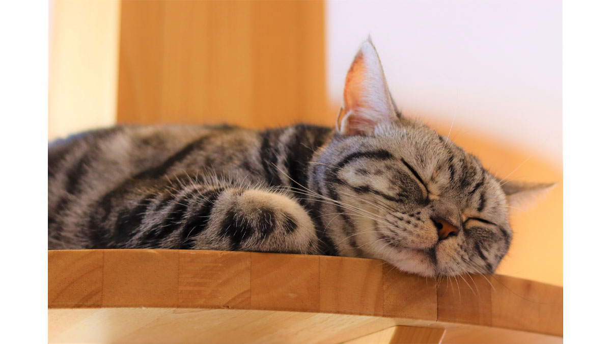 あったか、モフモフ猫ちゃんふれあいイベント