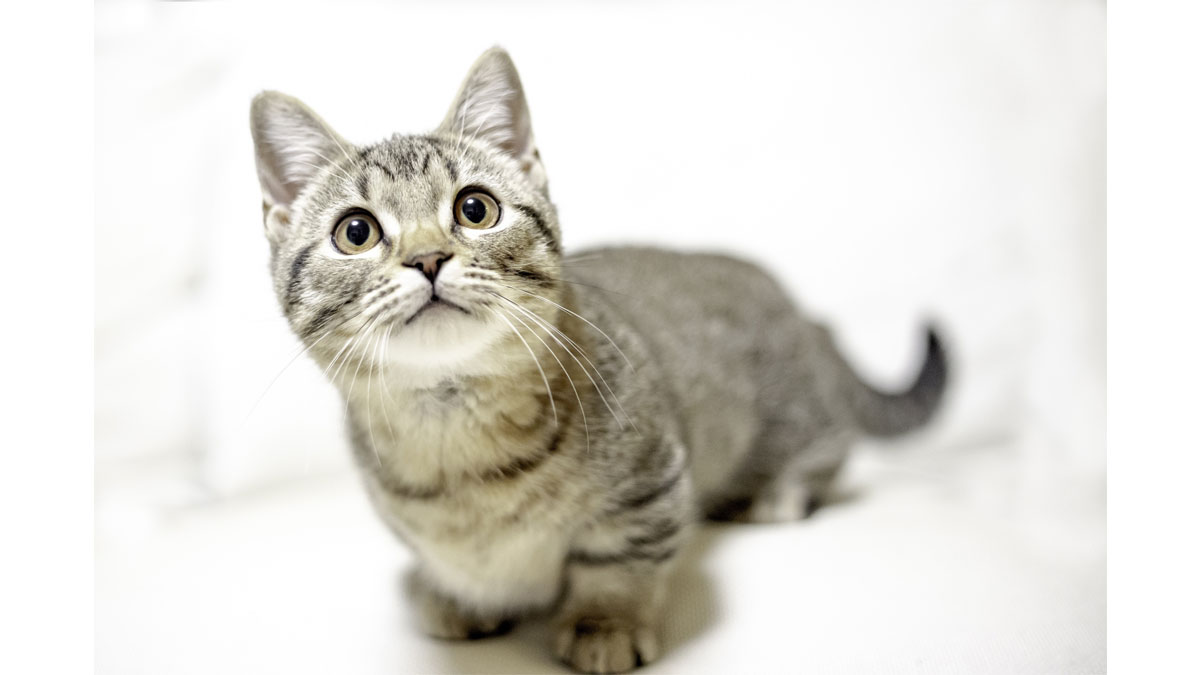 あったか、モフモフ猫ちゃんふれあいイベント