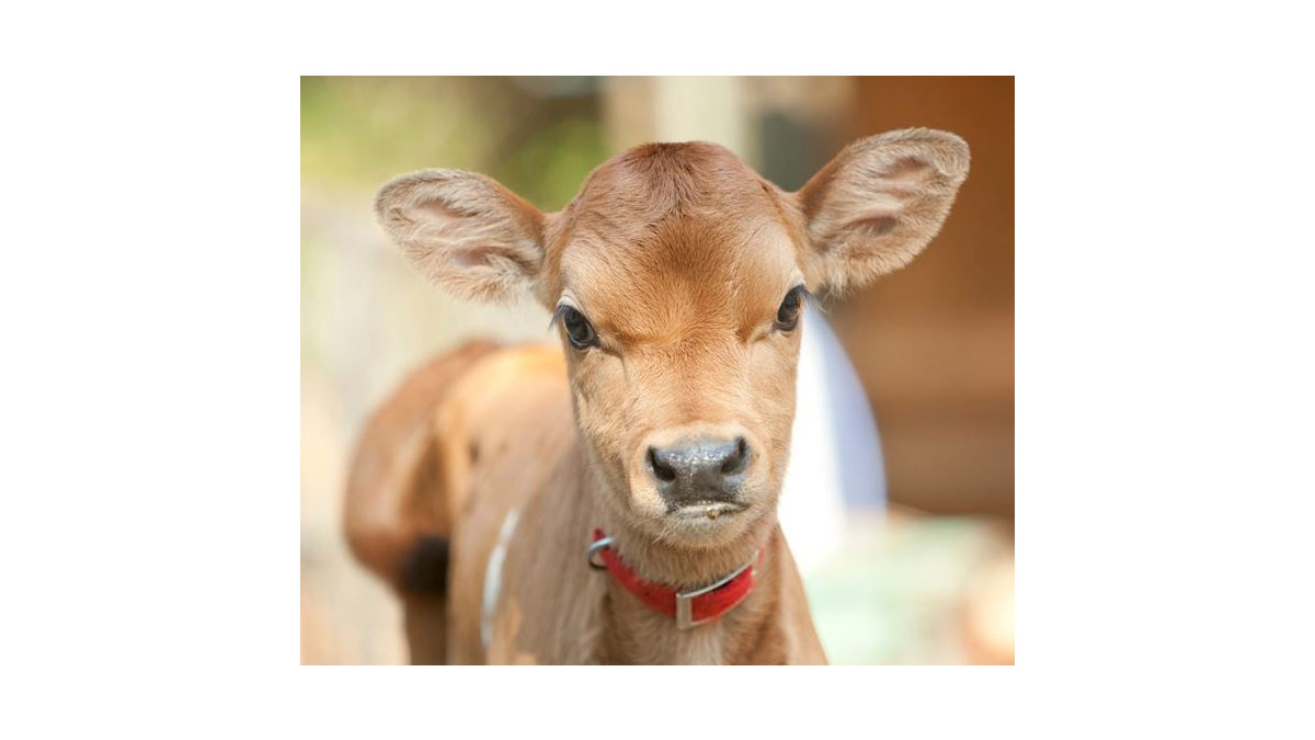 ジャージー牛の赤ちゃんがやってくる！＆小動物ふれあい