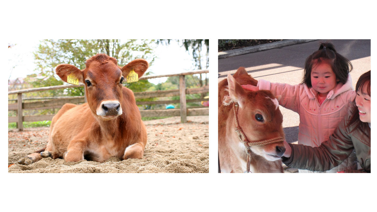 ジャージー牛の赤ちゃんがやってくる！＆小動物ふれあい