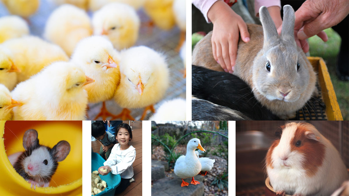 ジャージー牛の赤ちゃんがやってくる！＆小動物ふれあい