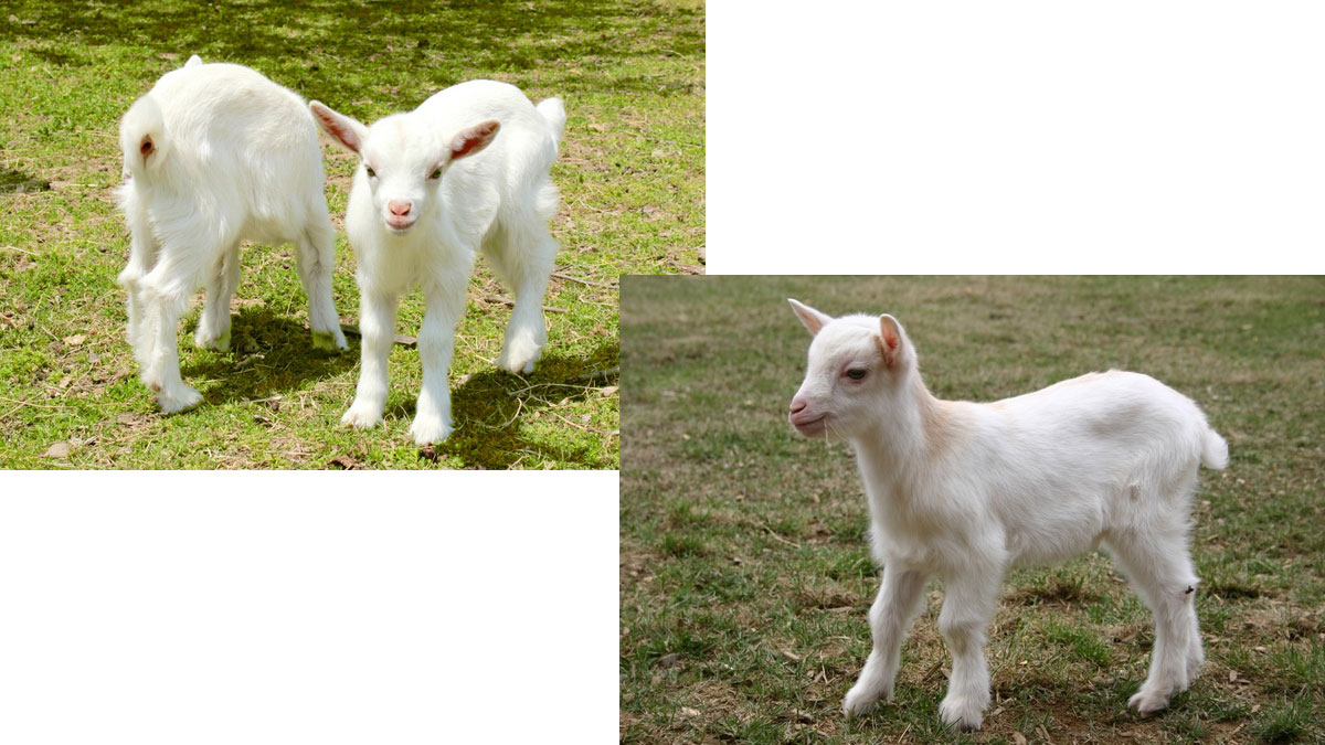 仔やぎのミルクあげ＆牧場動物ふれあい広場