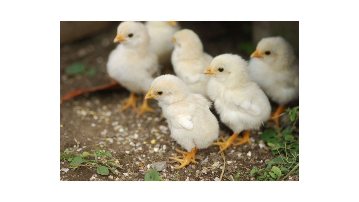 仔やぎのミルクあげ＆牧場動物ふれあい広場