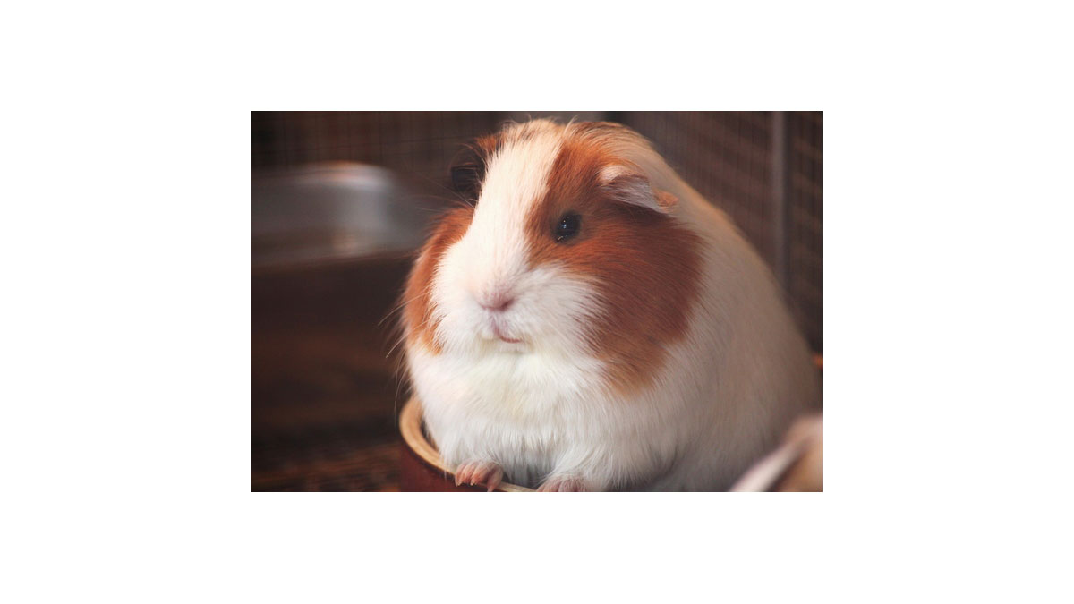 仔やぎのミルクあげ＆牧場動物ふれあい広場