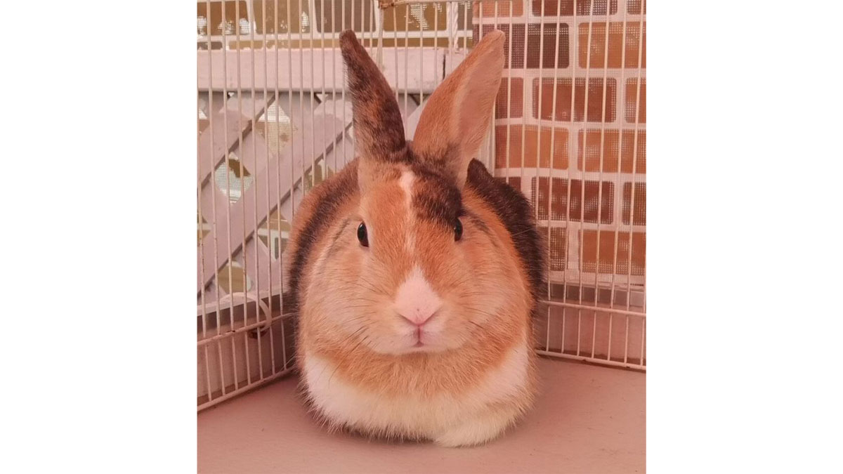 仔やぎのミルクあげ＆牧場動物ふれあい広場