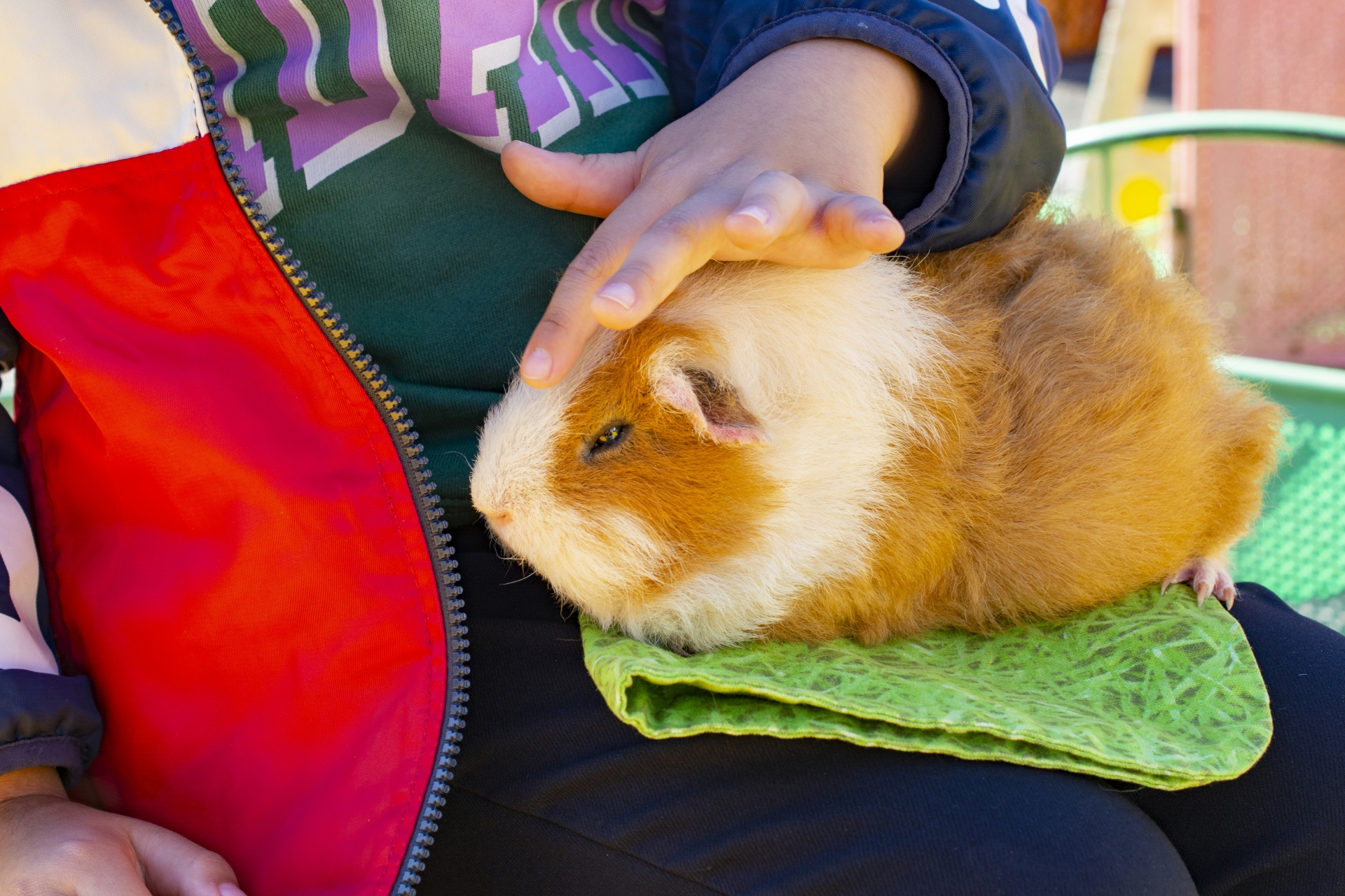写真：モル元に触れる子ども