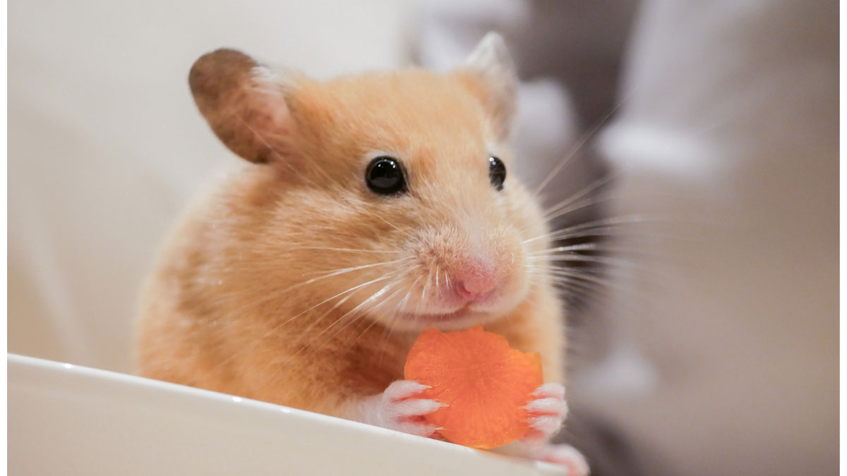 仔やぎのミルクあげ＆牧場動物ふれあい広場