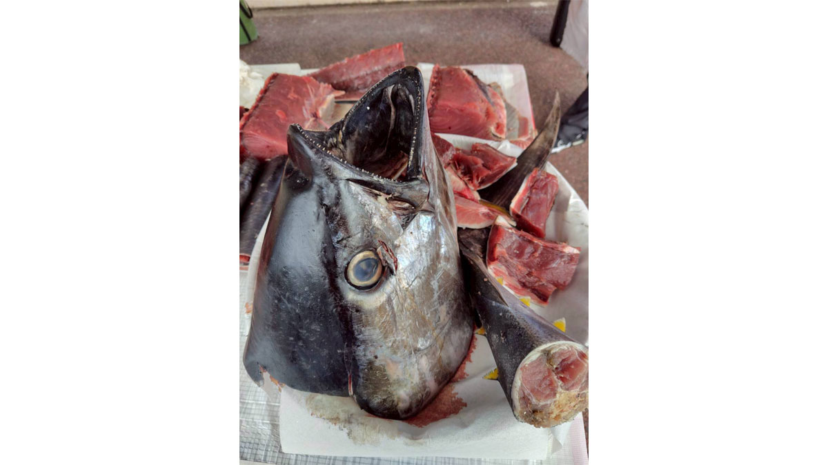 キハダマグロ解体ショー＆にぎり寿司プレゼント