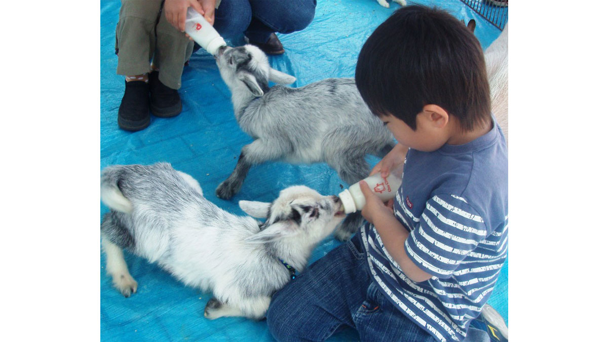 仔やぎのミルクあげ＆牧場動物ふれあい広場