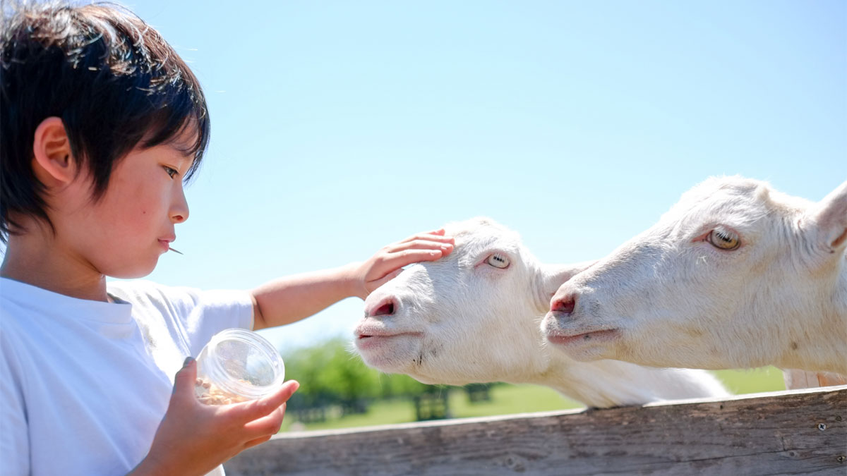 仔やぎのミルクあげ＆牧場動物ふれあい広場