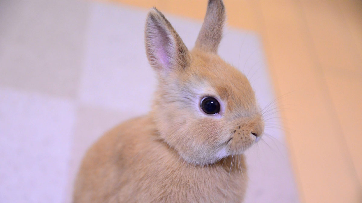 仔やぎのミルクあげ＆牧場動物ふれあい広場