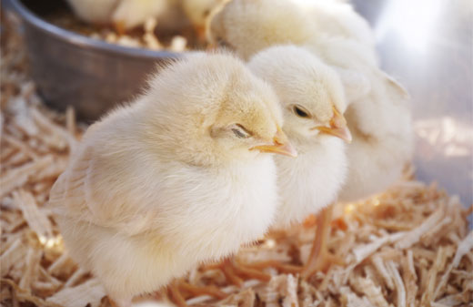 仔やぎのミルクあげ＆牧場動物ふれあい広場