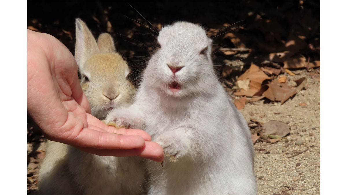 子どもの日特別イベント♪甲冑乗馬体験