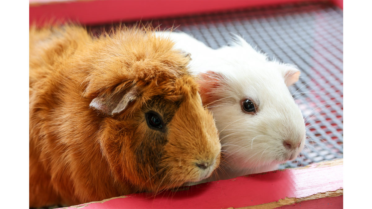 子どもの日特別イベント♪甲冑乗馬体験