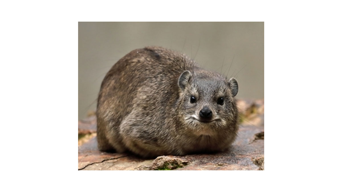 可愛い珍獣ハイラックスがやってくる！＆動物ふれあい広場
