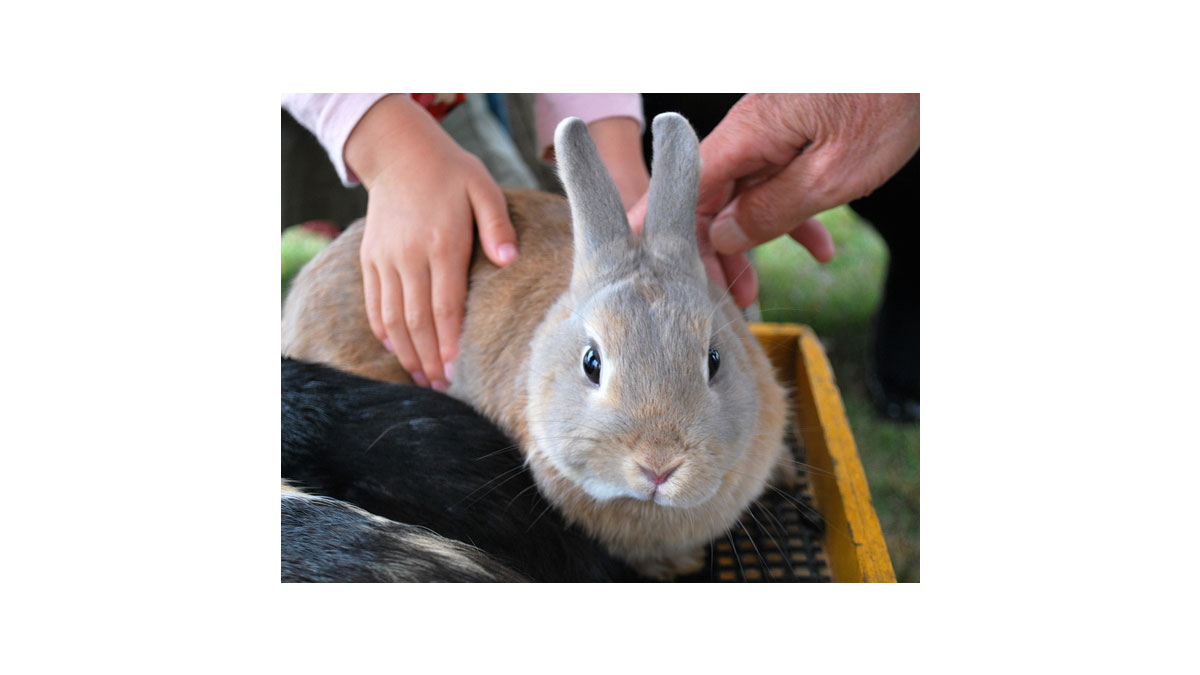 可愛い珍獣ハイラックスがやってくる！＆動物ふれあい広場