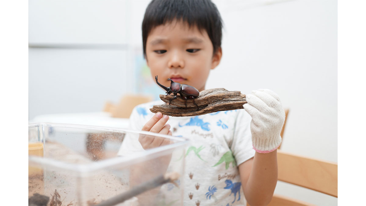 カブトムシ狩り！本格・飼育ケースつくり
