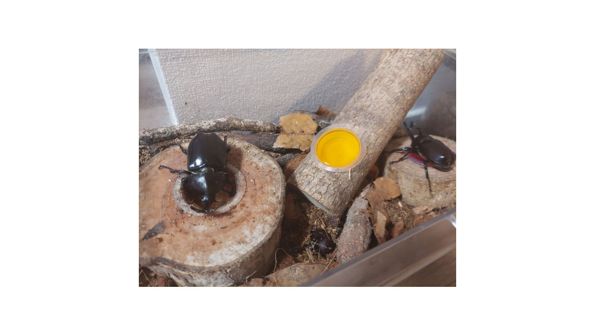 カブトムシ狩り！本格・飼育ケースつくり