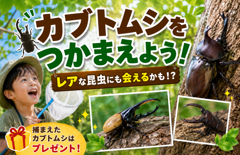 カブトムシ