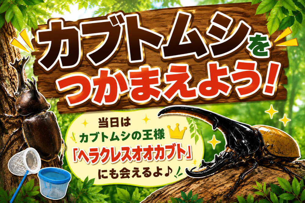 カブトムシ