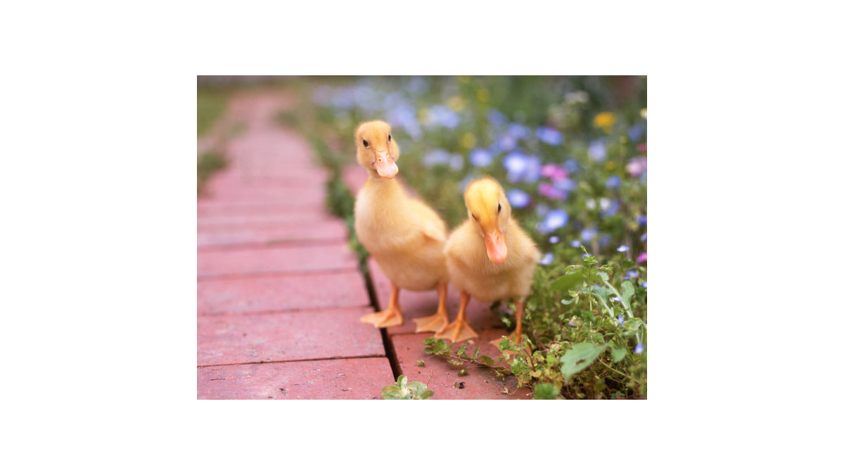 小動物ふれあい広場&エサやり&うさんぽ|モラージュ菖蒲ハウジングステージのイベント情報