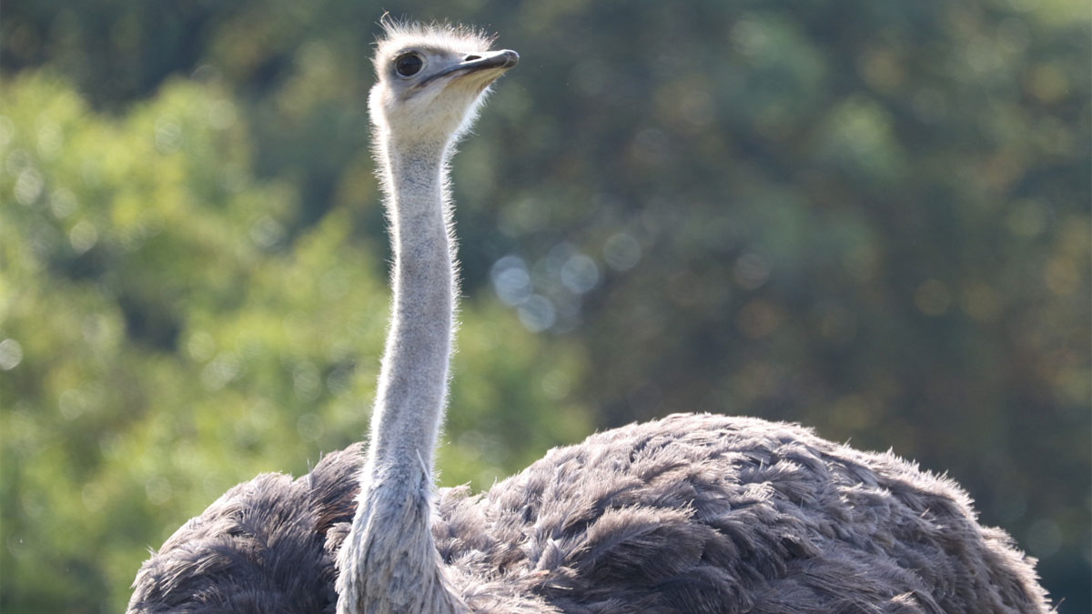 世界最大の鳥ダチョウがやってくる＆ふれあいどうぶつえん