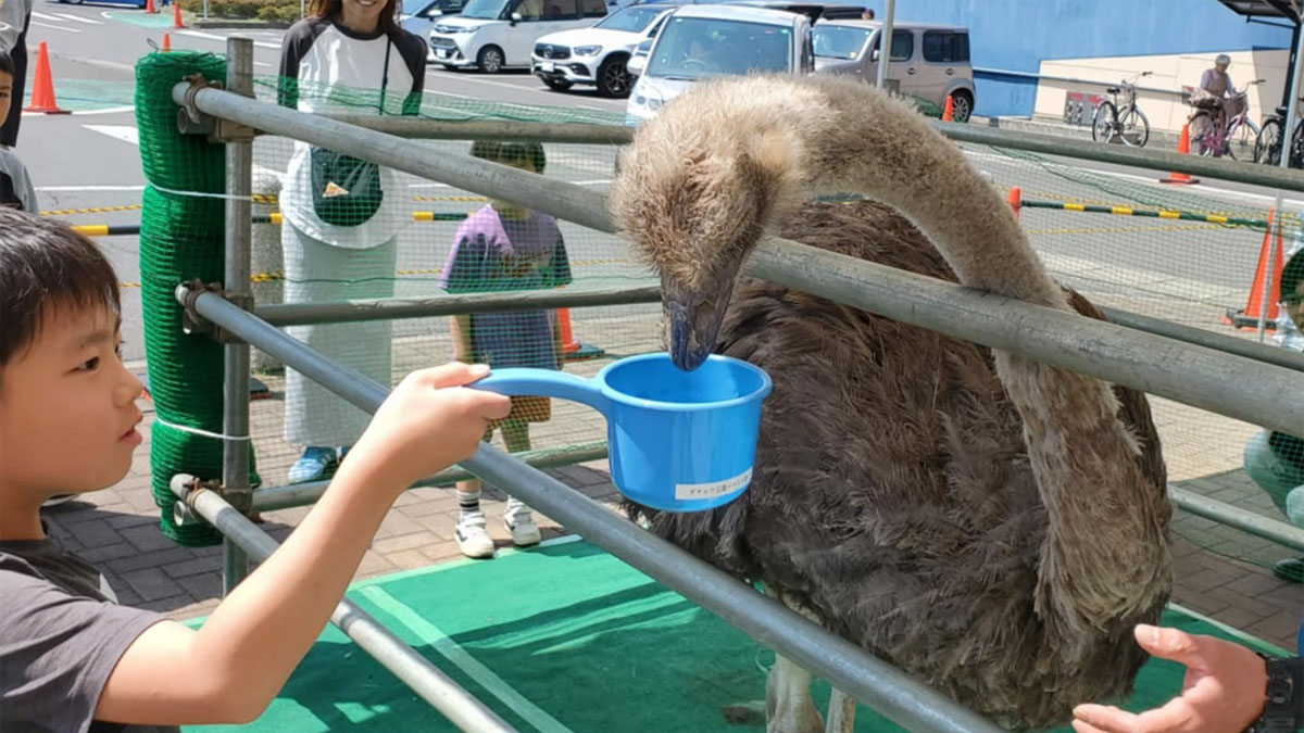 世界最大の鳥ダチョウがやってくる＆ふれあいどうぶつえん|ハウジングステージ成増のイベント情報