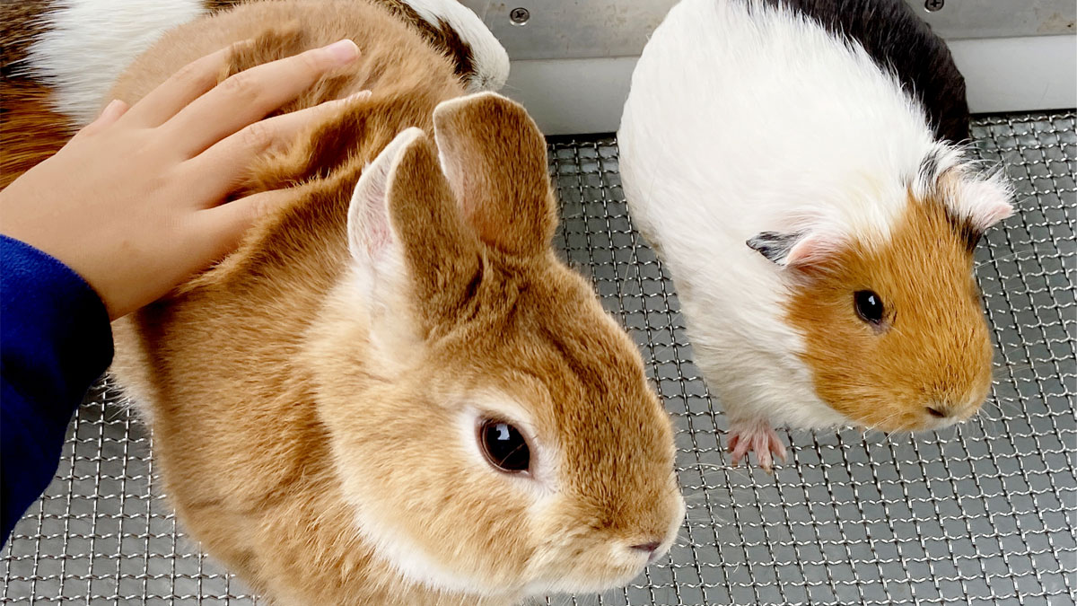 世界最大の鳥ダチョウがやってくる＆ふれあいどうぶつえん|ハウジングステージ成増のイベント情報
