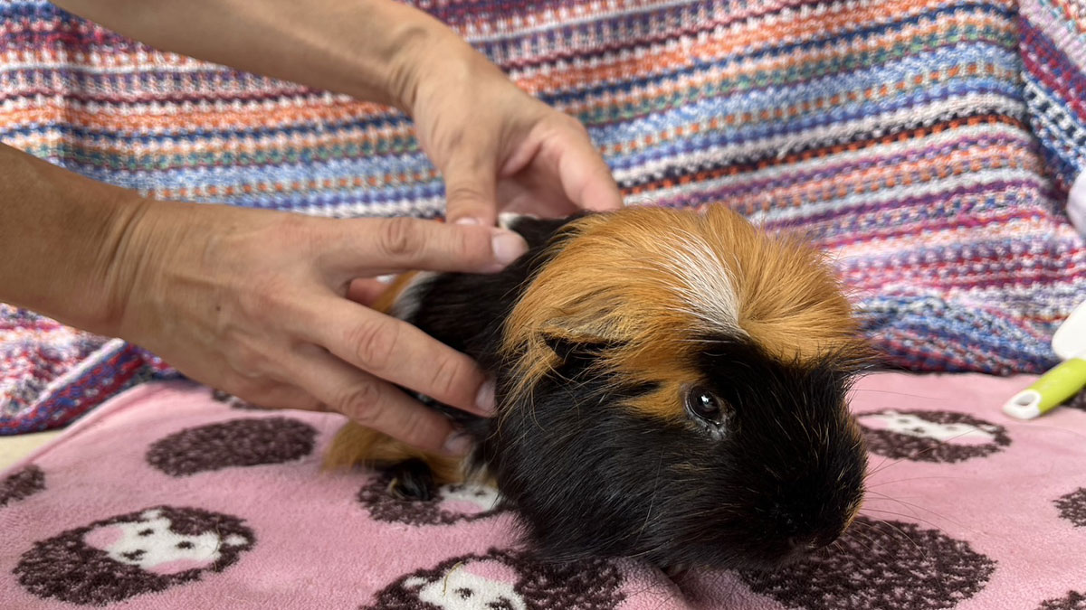 ミニチュア動物園＆飼育員さん体験