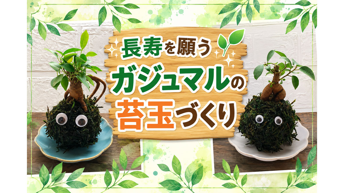長寿を願うガジュマルの苔玉づくり