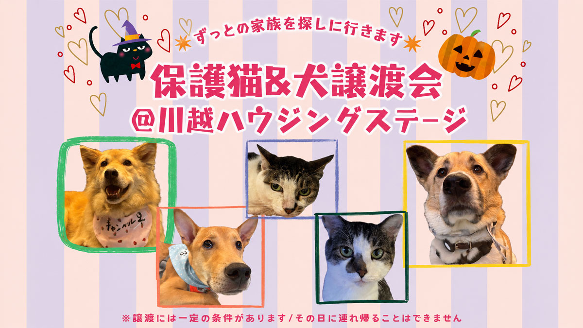 保護犬・保護猫譲渡会