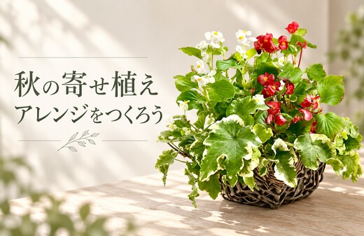 秋の寄せ植えアレンジをつくろう